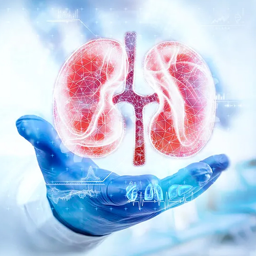 Kidney Specialist Providing Nephrology Consultation
